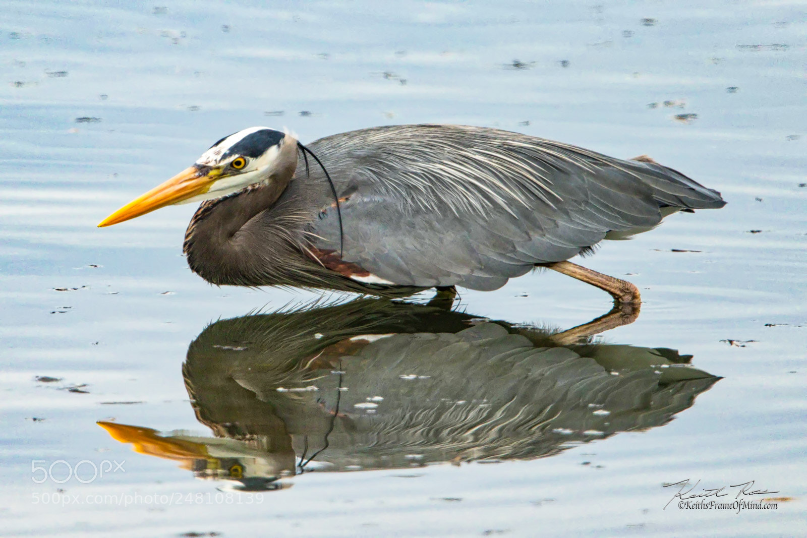 Canon EOS 7D Mark II sample photo. 22. great blue heron photography