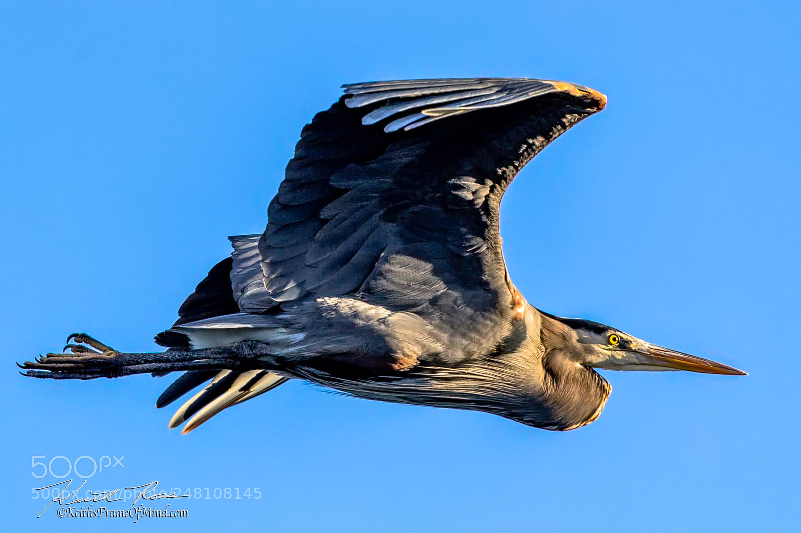 Canon EOS-1D X Mark II sample photo. 183. great blue heron photography