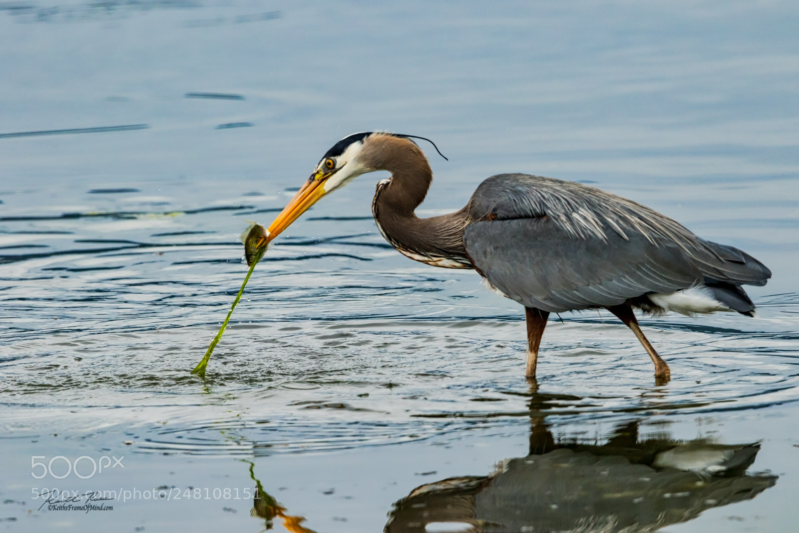 Canon EOS 7D Mark II sample photo. 17. great blue heron photography