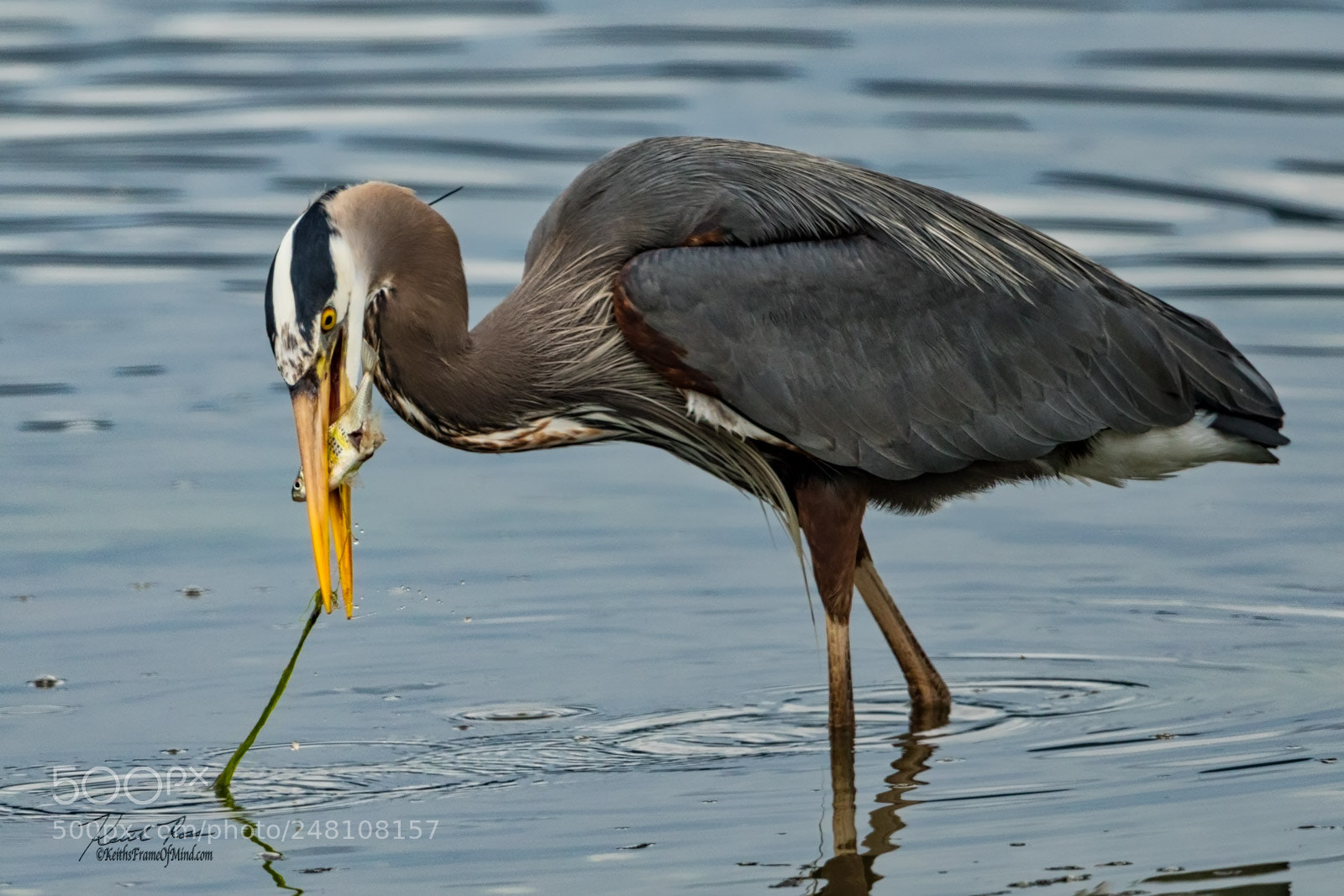 Canon EOS 7D Mark II sample photo. 18. great blue heron photography