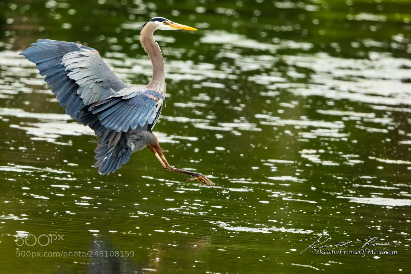 Canon EOS 7D Mark II sample photo. 24. great blue heron photography