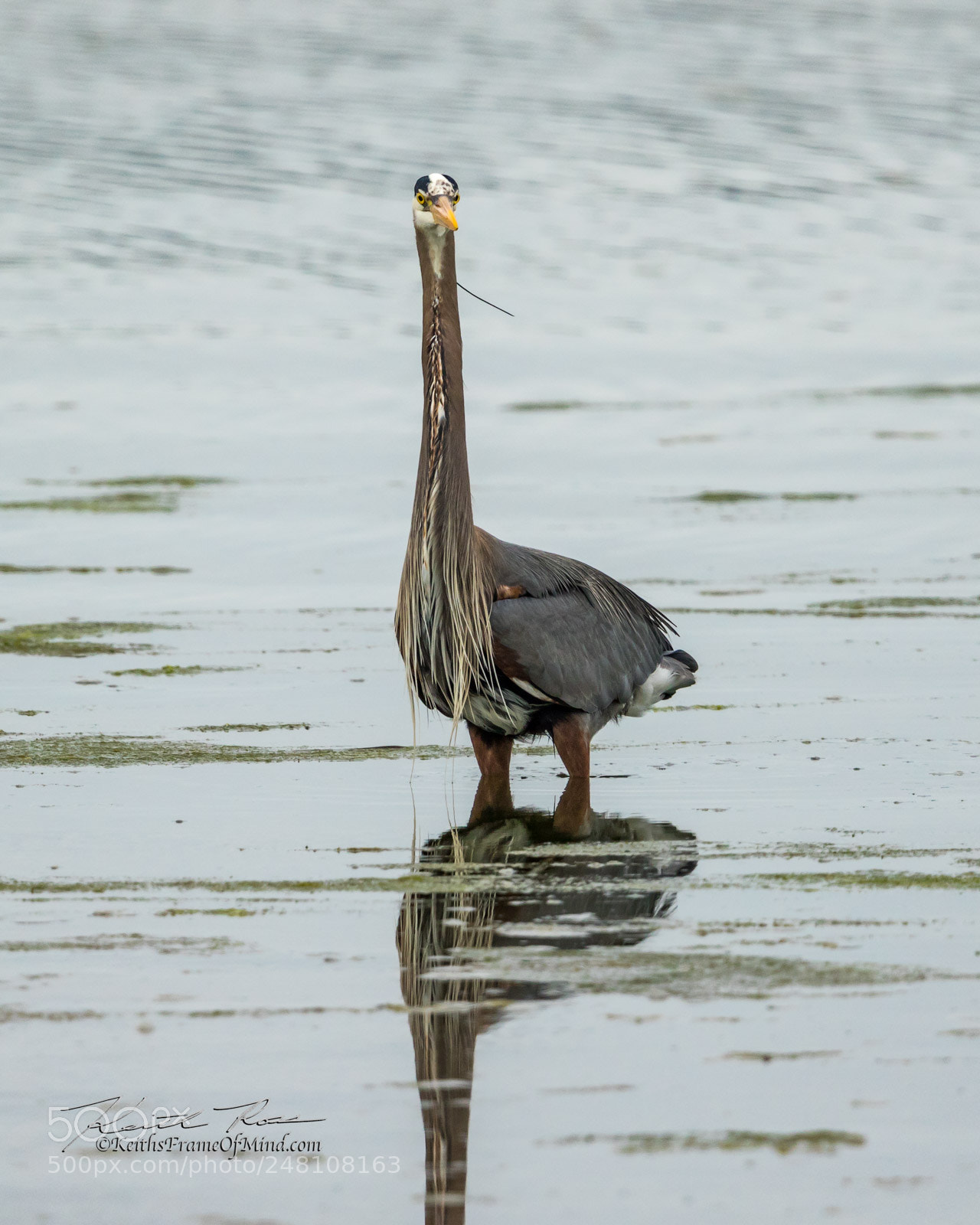 Canon EOS 7D Mark II sample photo. 25. great blue heron photography