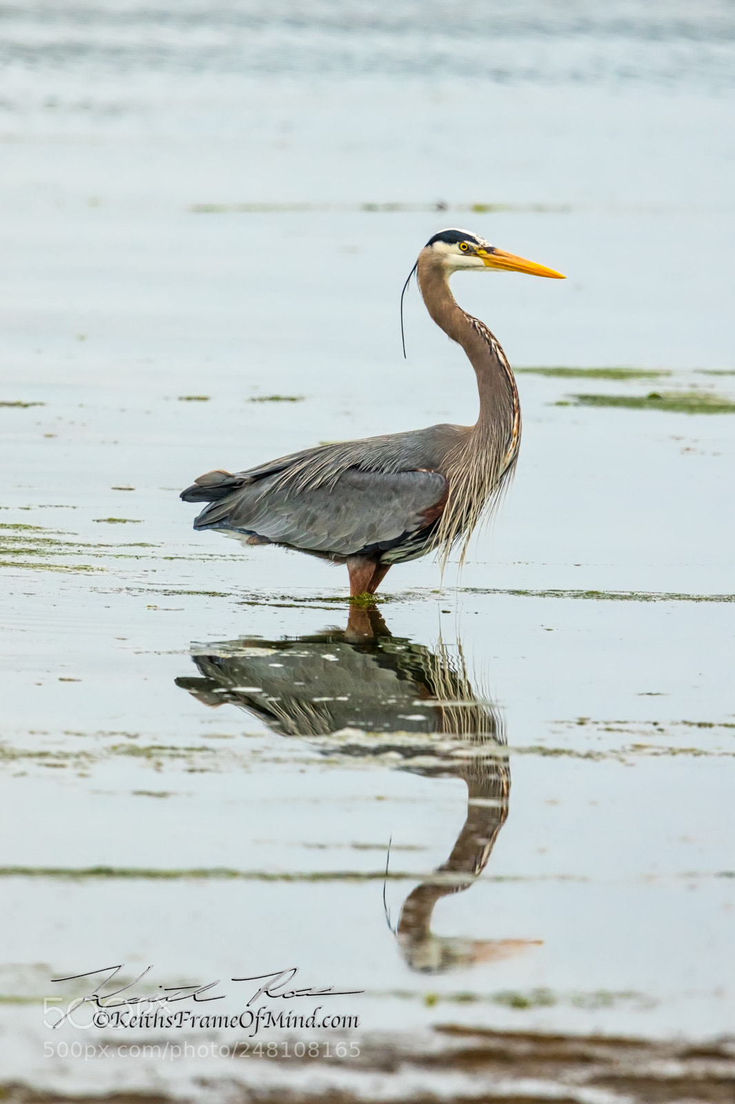 Canon EOS 7D Mark II sample photo. 26. great blue heron photography
