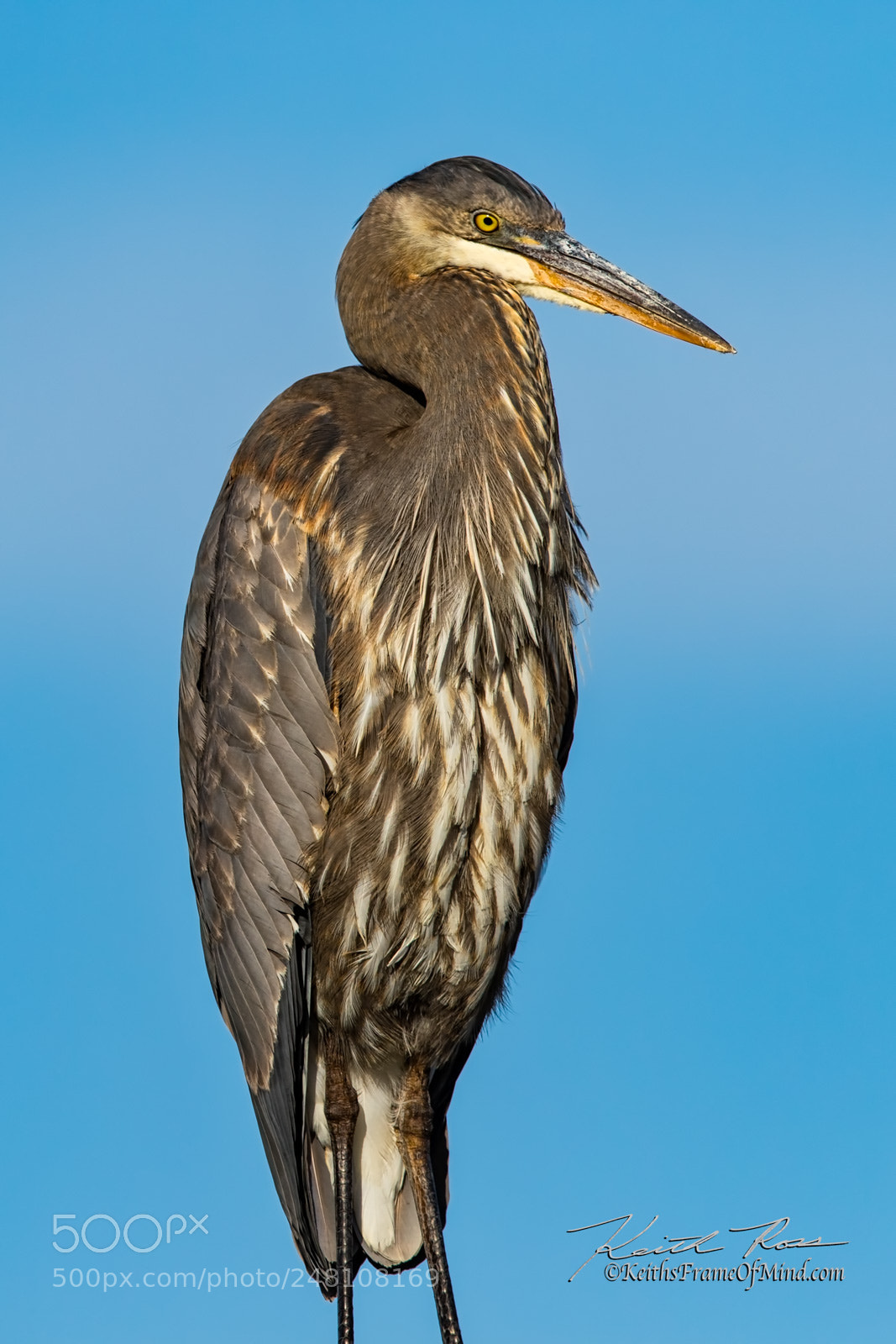 Canon EOS 7D Mark II sample photo. 27. great blue heron photography