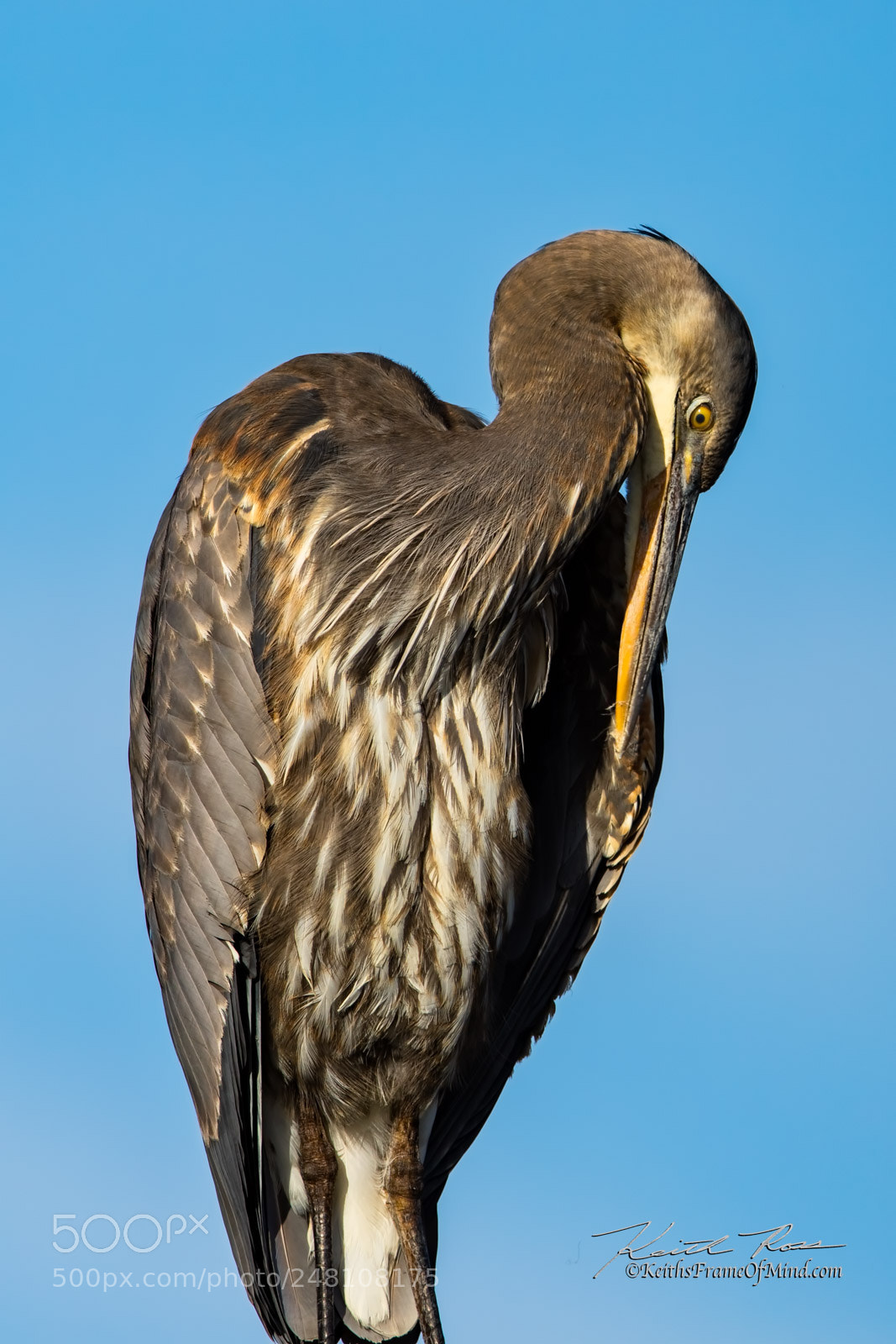 Canon EOS 7D Mark II sample photo. 28. great blue heron photography