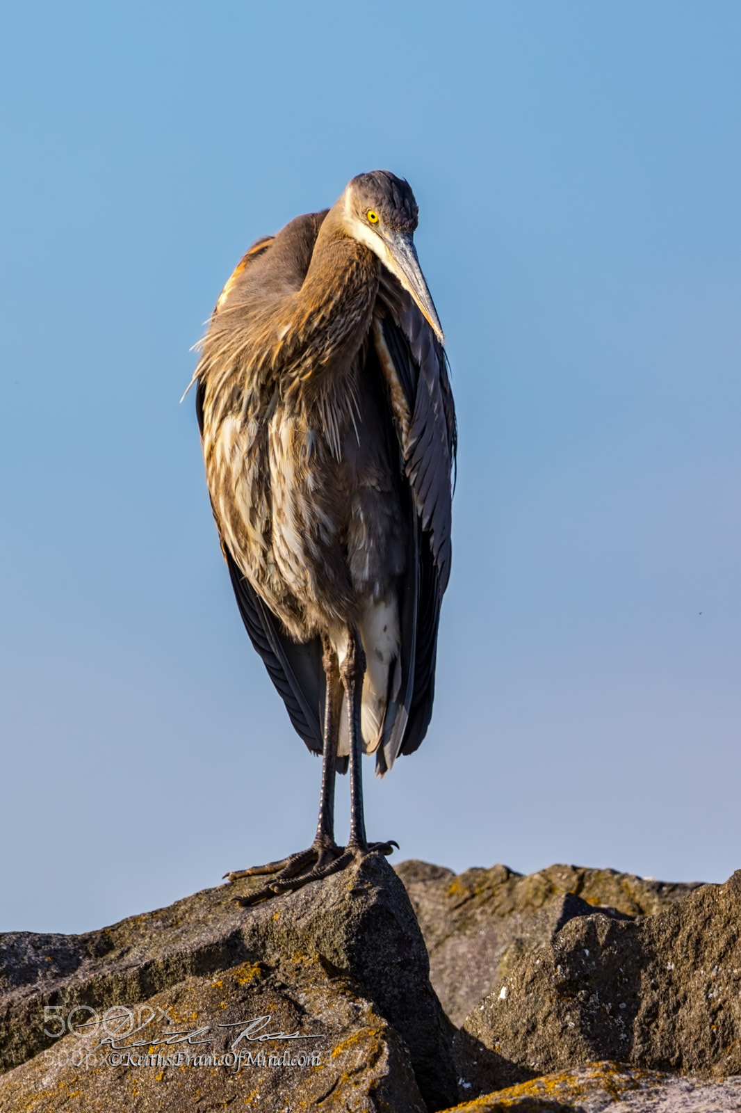 Canon EOS 7D Mark II sample photo. 30. great blue heron photography