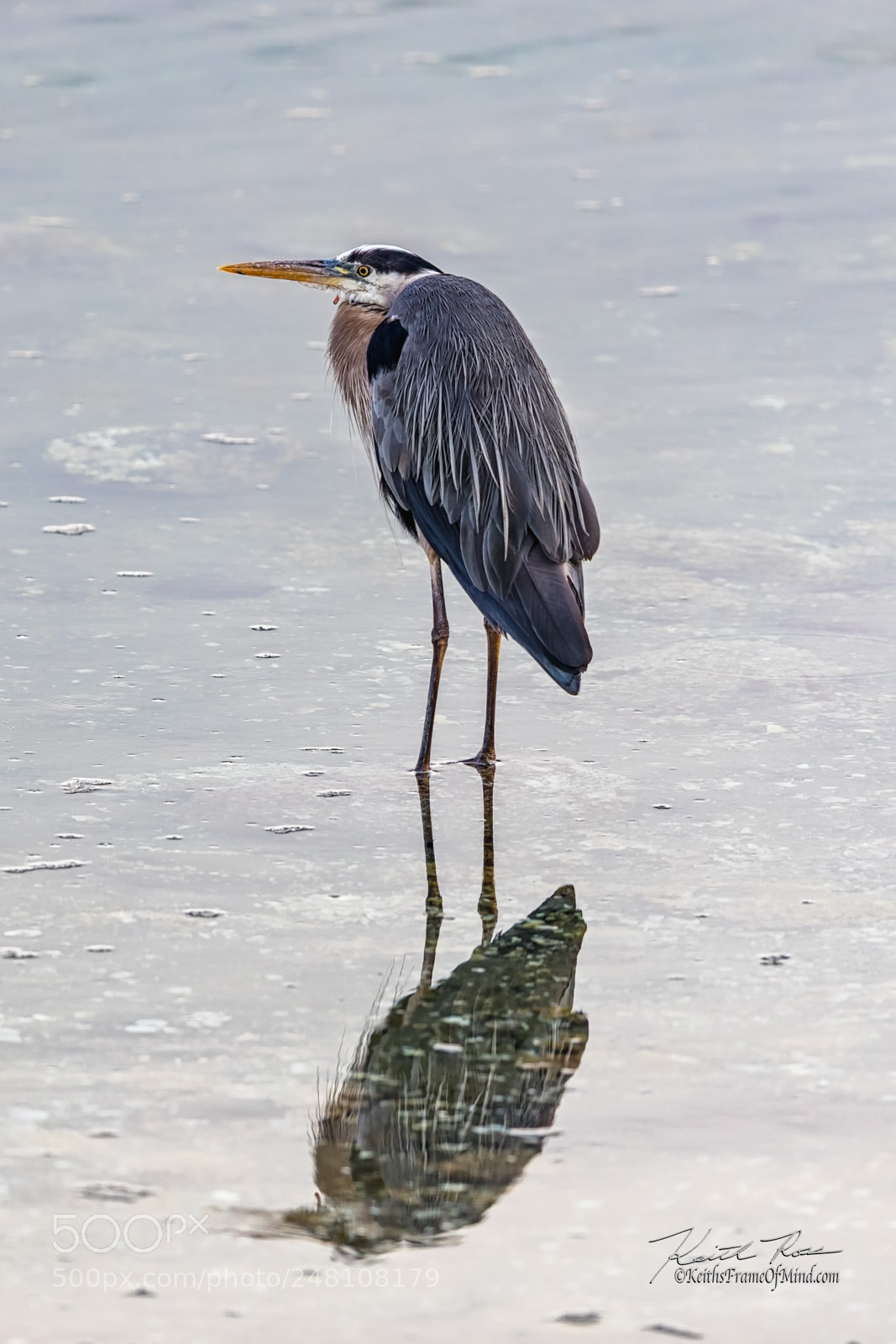 Canon EOS-1D X Mark II sample photo. 34. great blue heron photography