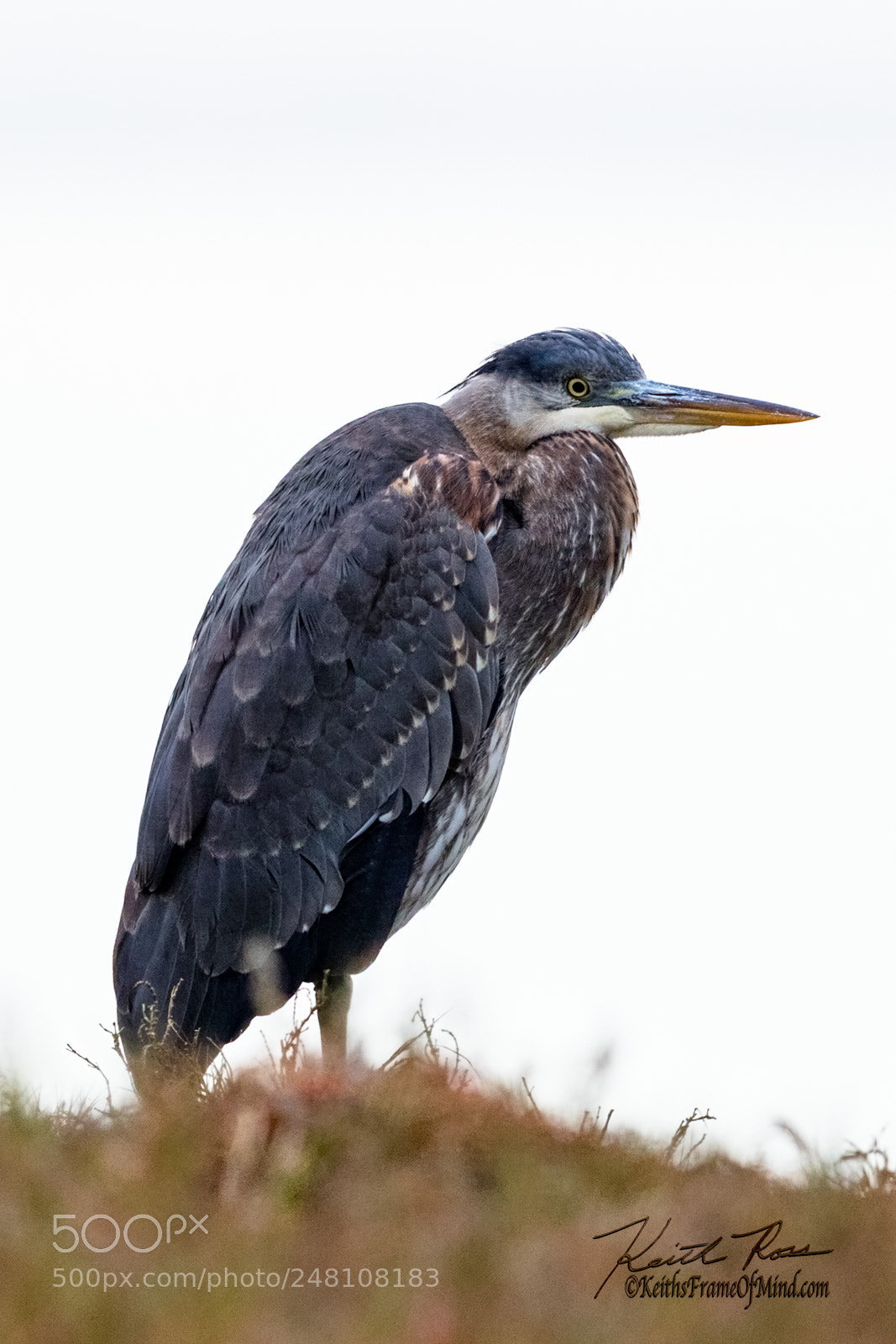 Canon EOS 7D Mark II sample photo. 35. great blue heron photography