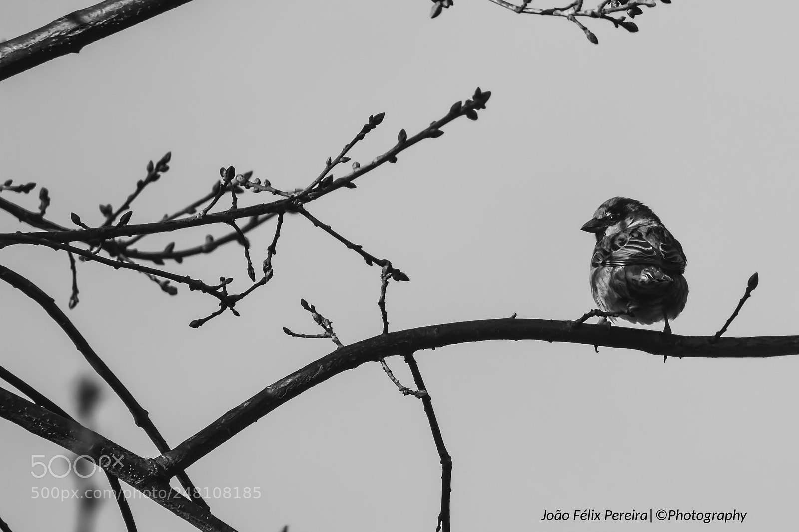 Canon EOS 100D (EOS Rebel SL1 / EOS Kiss X7) sample photo. Bird #b&w photography