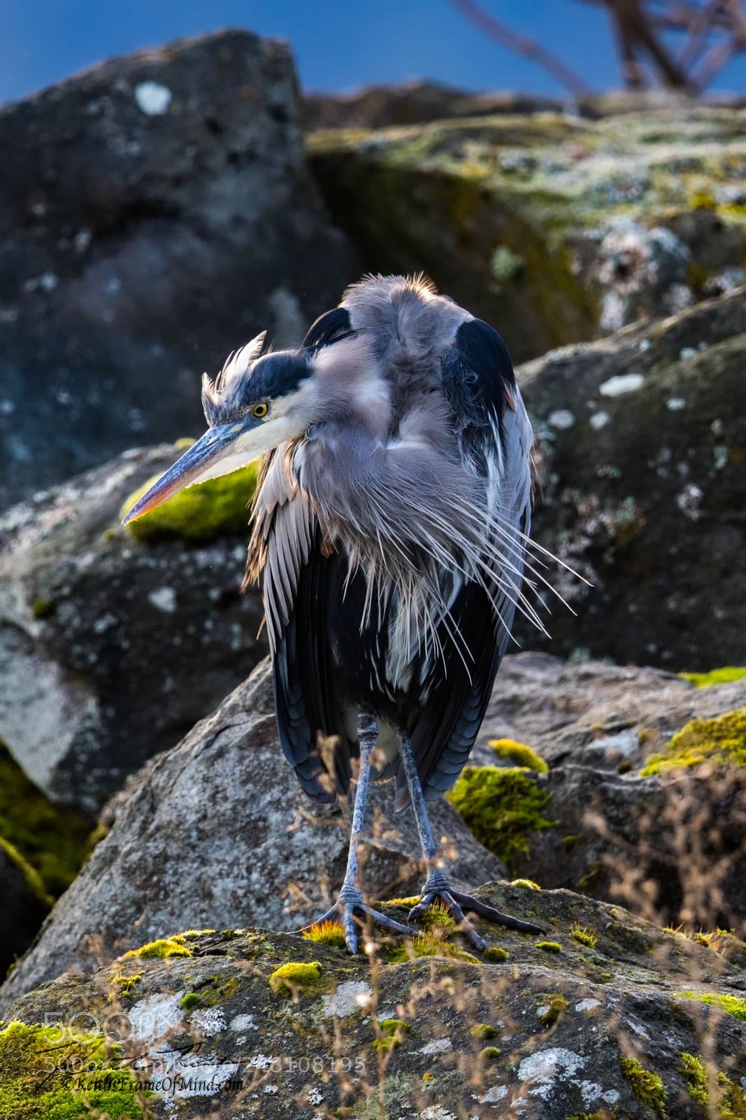 Canon EOS 7D Mark II sample photo. 37. great blue heron photography