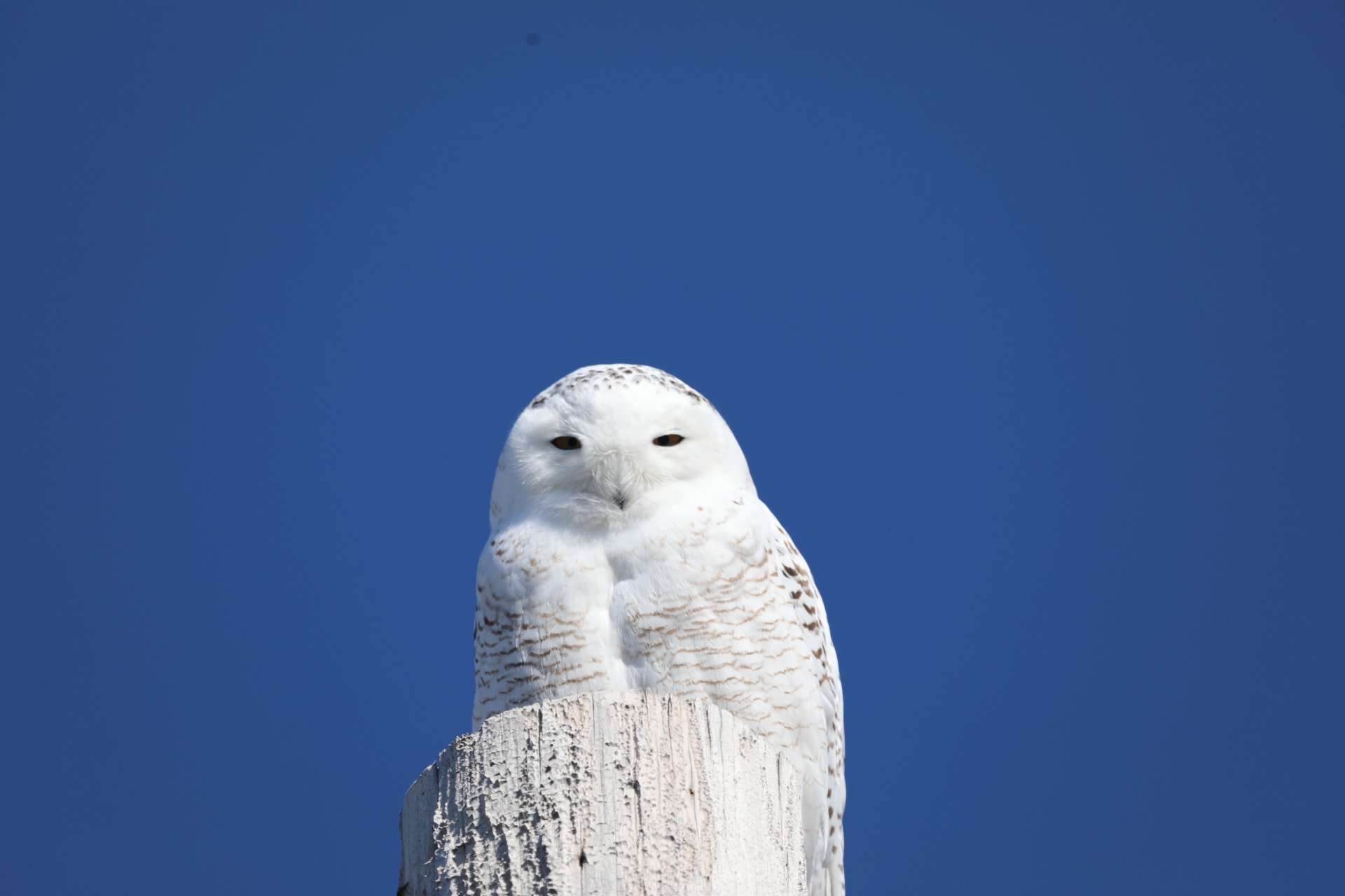 Canon EF 100-400mm F4.5-5.6L IS USM sample photo