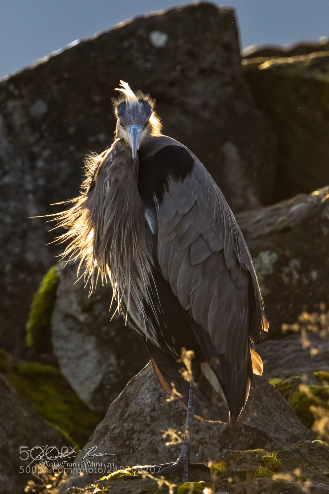 Canon EOS 7D Mark II sample photo. 39. great blue heron photography