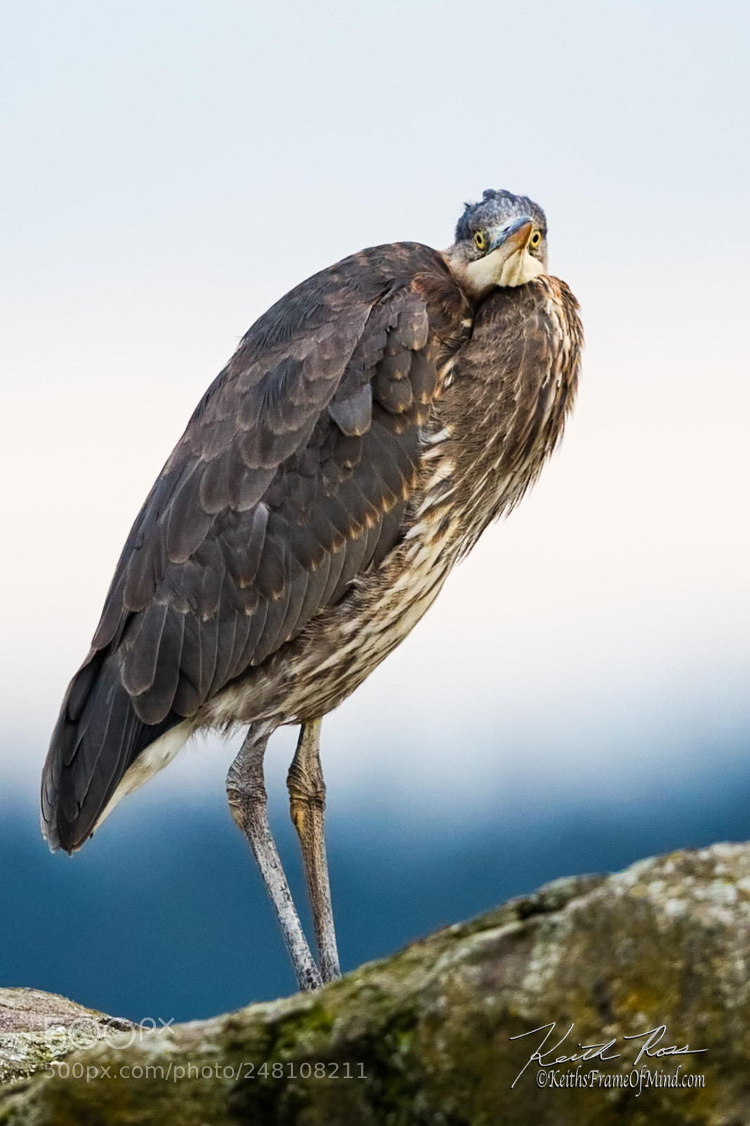 Canon EOS-1D X Mark II sample photo. 42. great blue heron photography