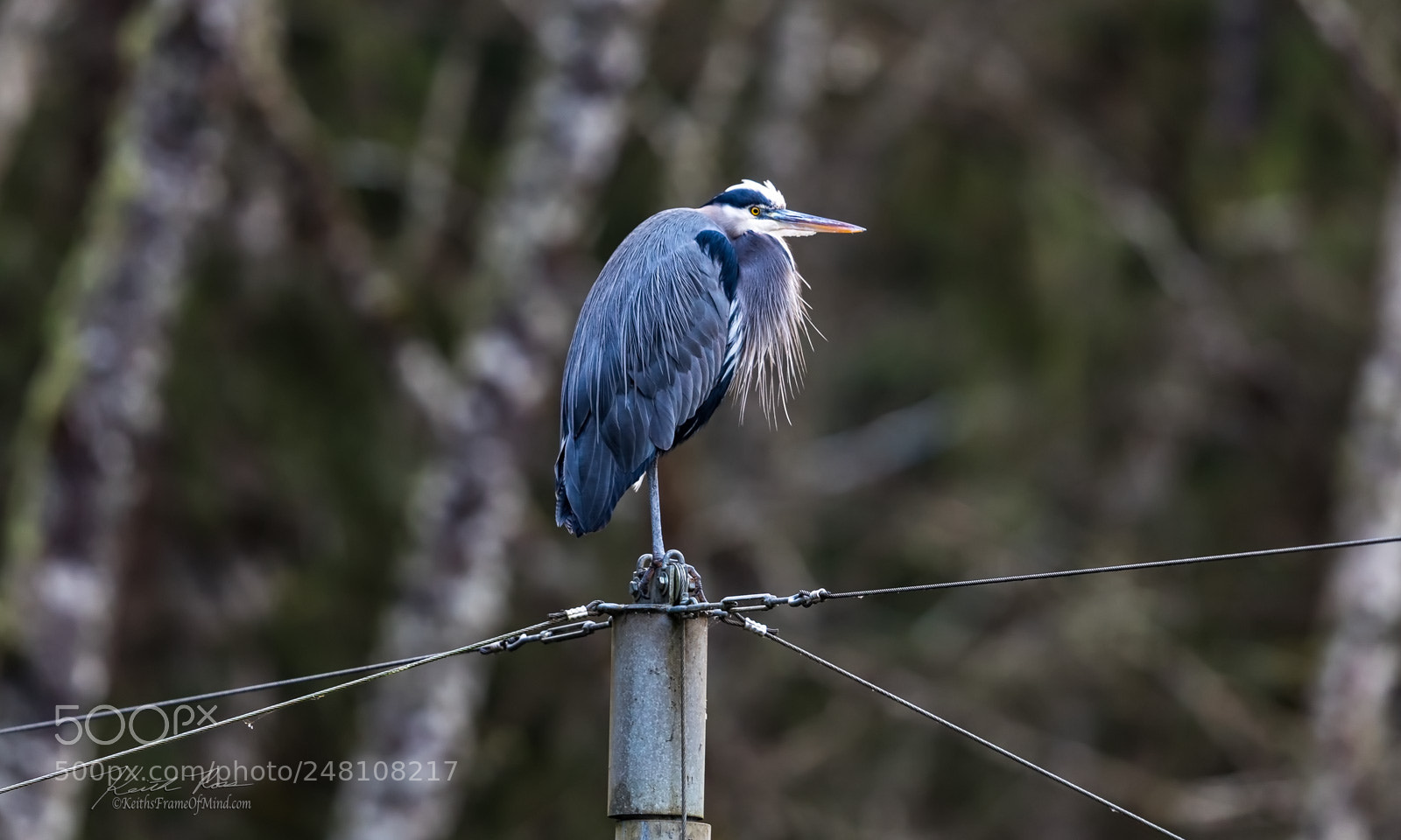 Canon EOS-1D X Mark II sample photo. 49. great blue heron photography