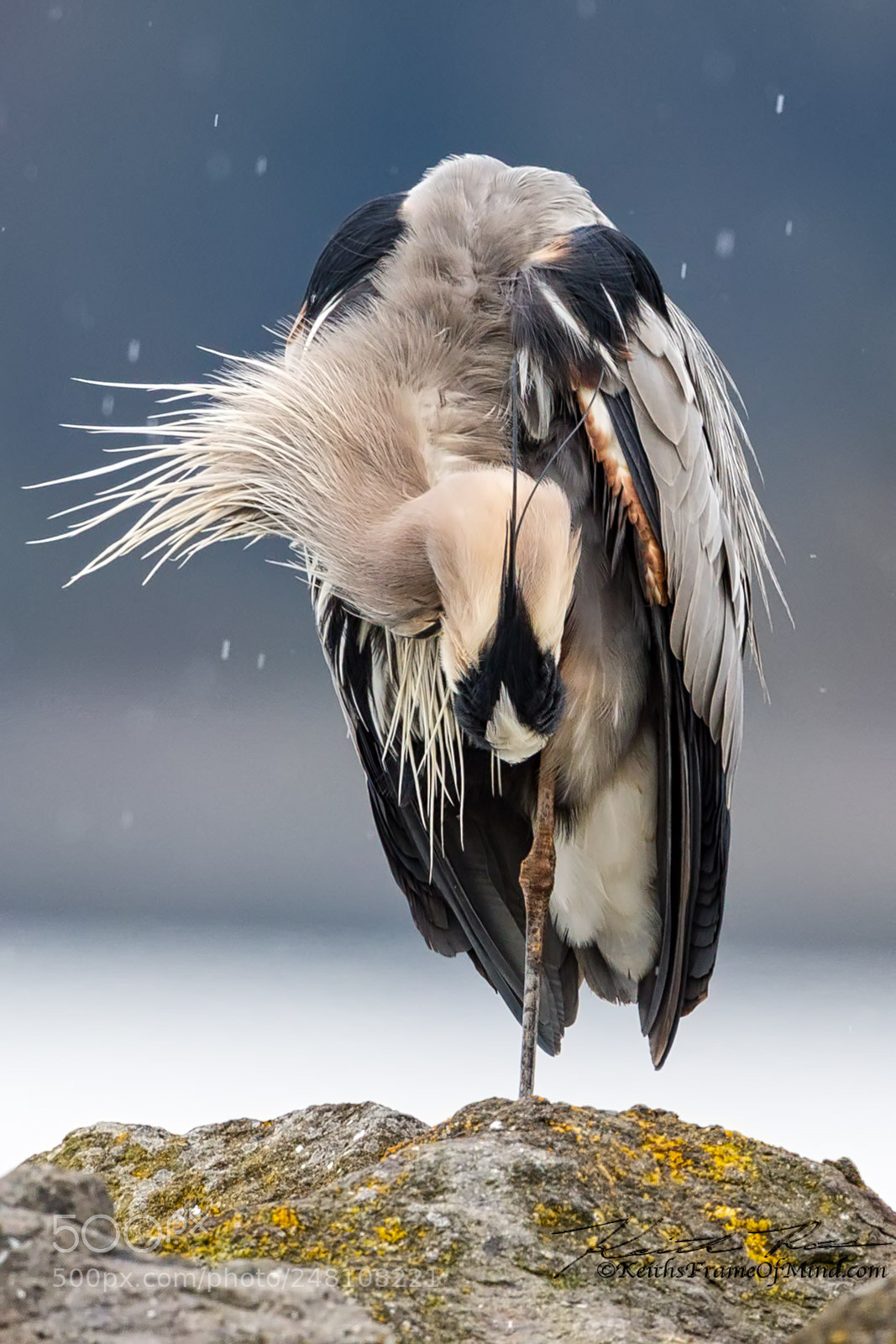 Canon EOS-1D X Mark II sample photo. Great blue heron photography