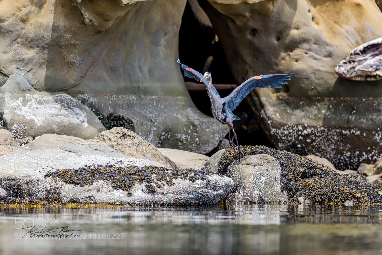 Canon EOS-1D X Mark II sample photo. 75. great blue heron photography