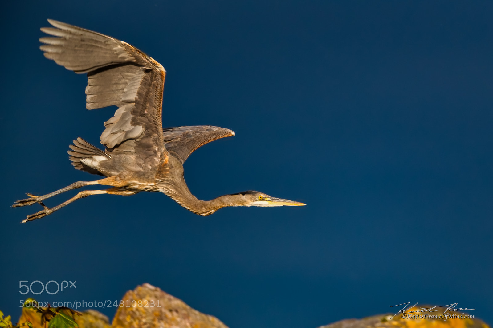 Canon EOS-1D X Mark II sample photo. 96. great blue heron photography