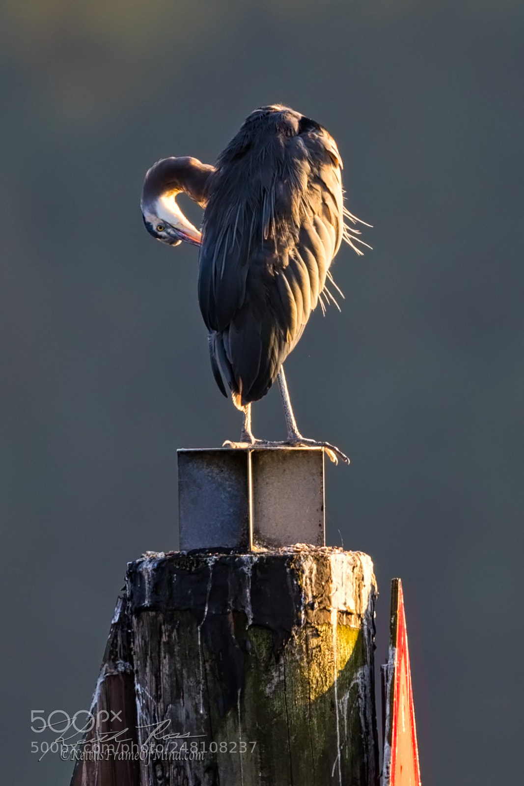Canon EOS-1D X Mark II sample photo. 160. great blue heron photography