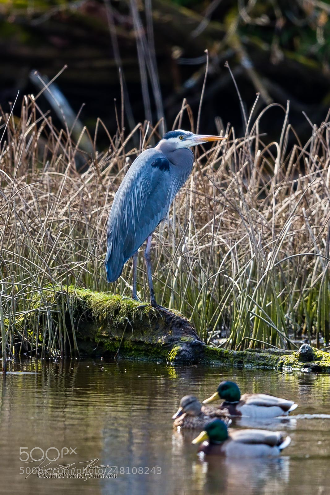 Canon EOS-1D X Mark II sample photo. 60. great blue heron & friends photography