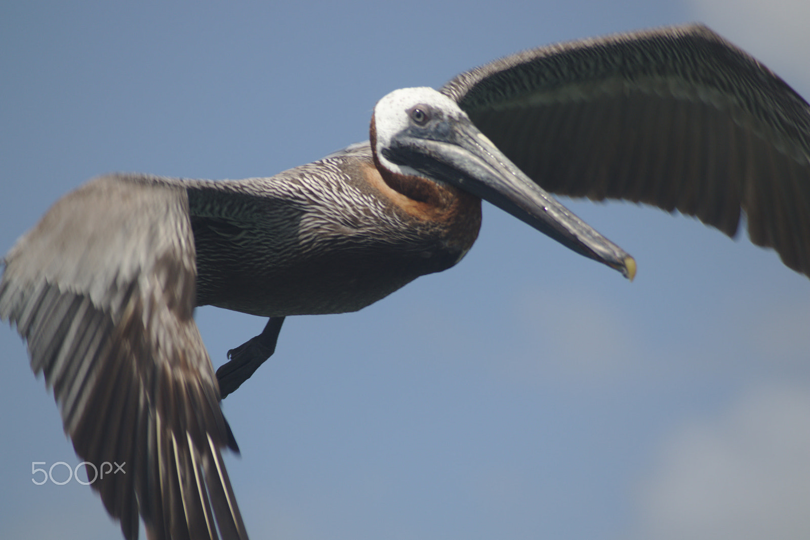 Sigma 55-200mm f/4-5.6 DC sample photo. Pelican photography