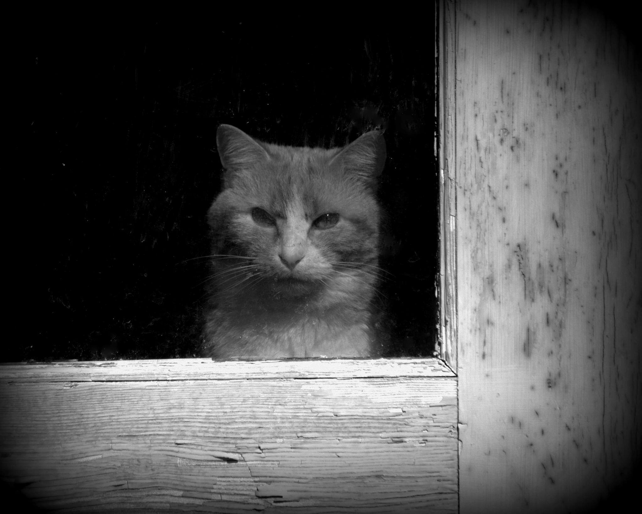Canon EF-S 55-250mm F4-5.6 IS sample photo. Old cat, old door photography