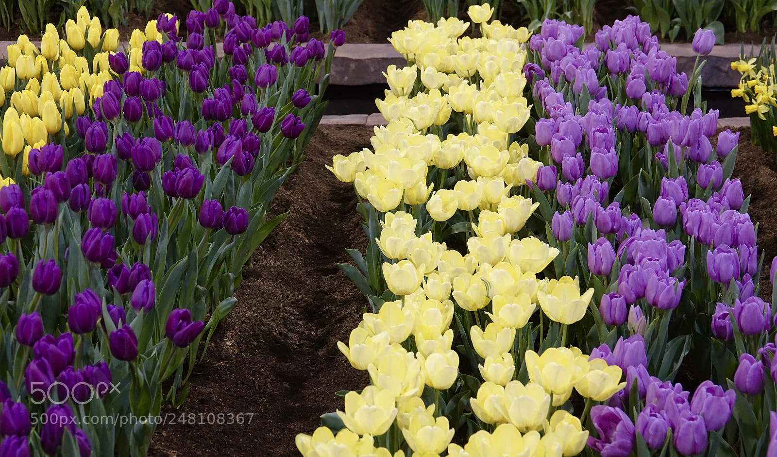 Sony Cyber-shot DSC-RX10 III sample photo. Tulips photography