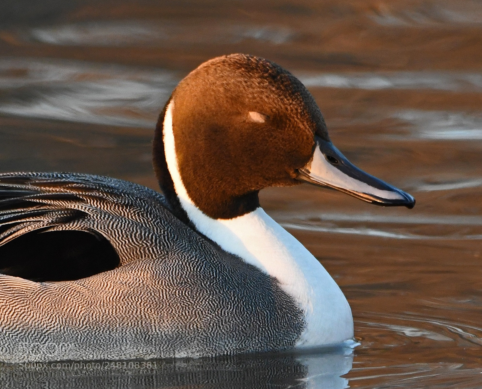 Nikon D500 sample photo. Northern pintail photography