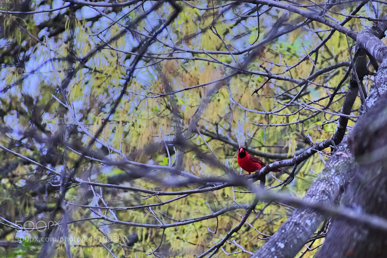 Nikon D3400 sample photo. Cardinal photography