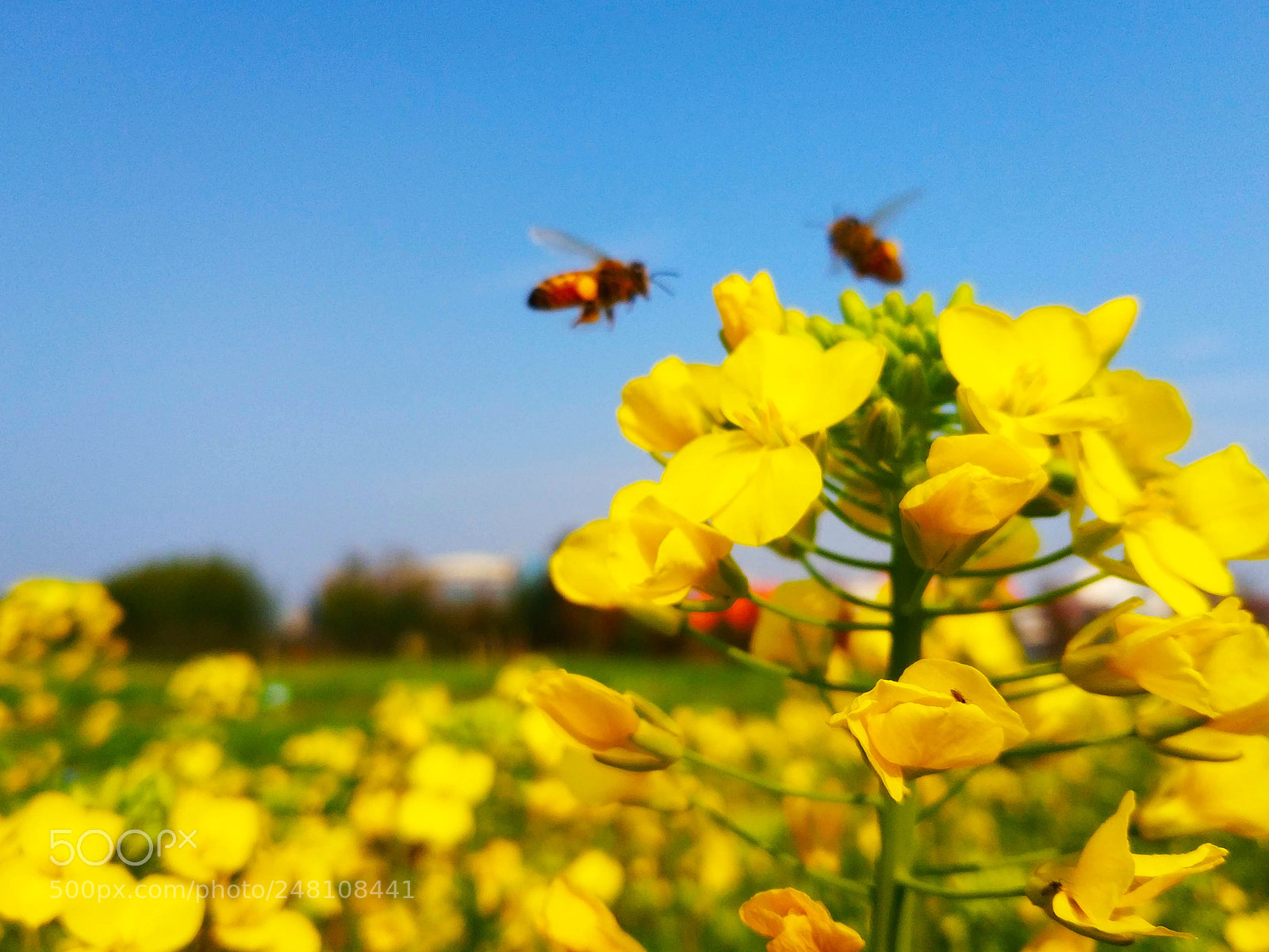 Xiaomi MIX 2 sample photo. Bee is flying in photography