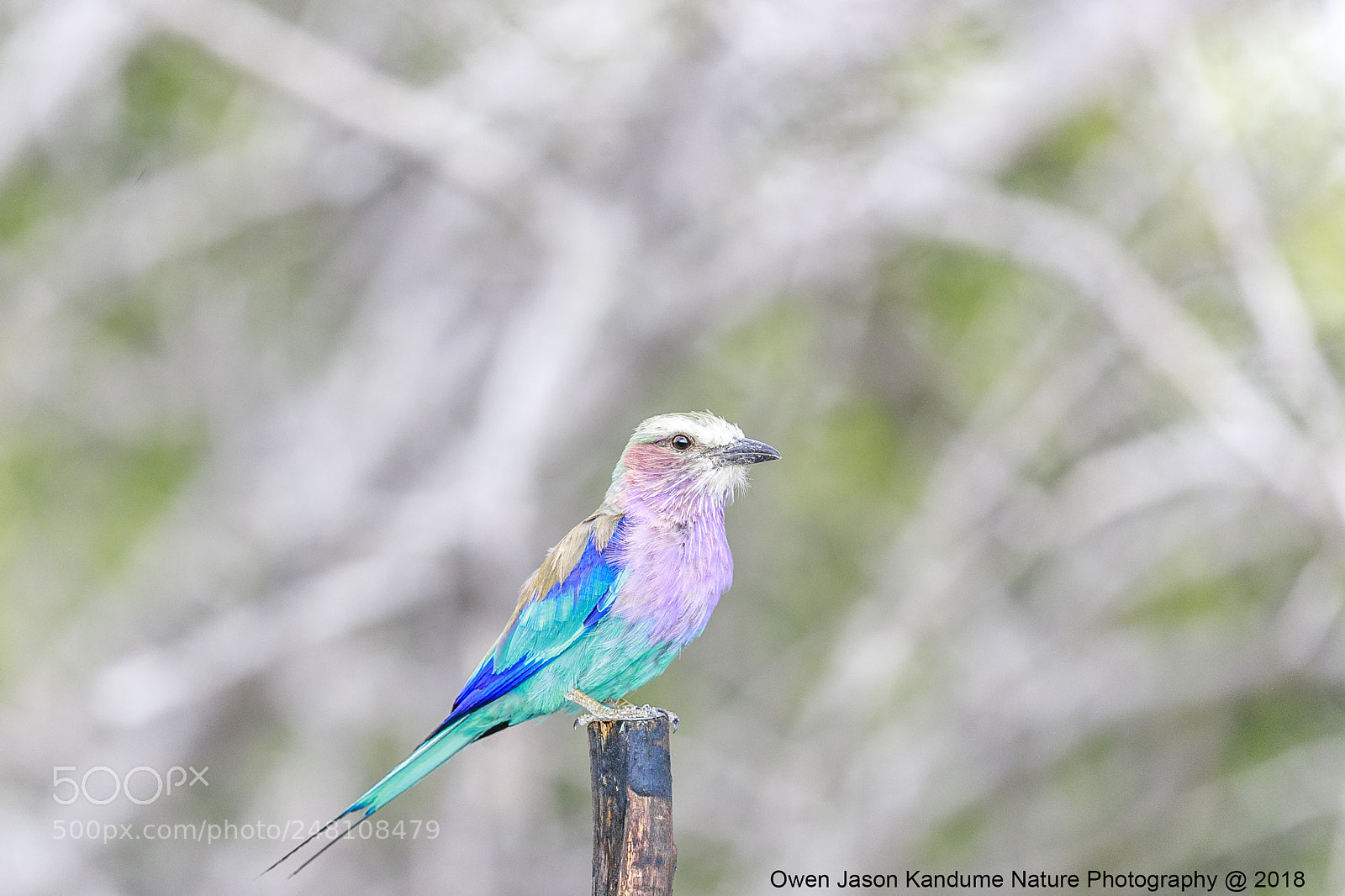 Canon EOS-1D X Mark II sample photo. Lilac breasted roller photography