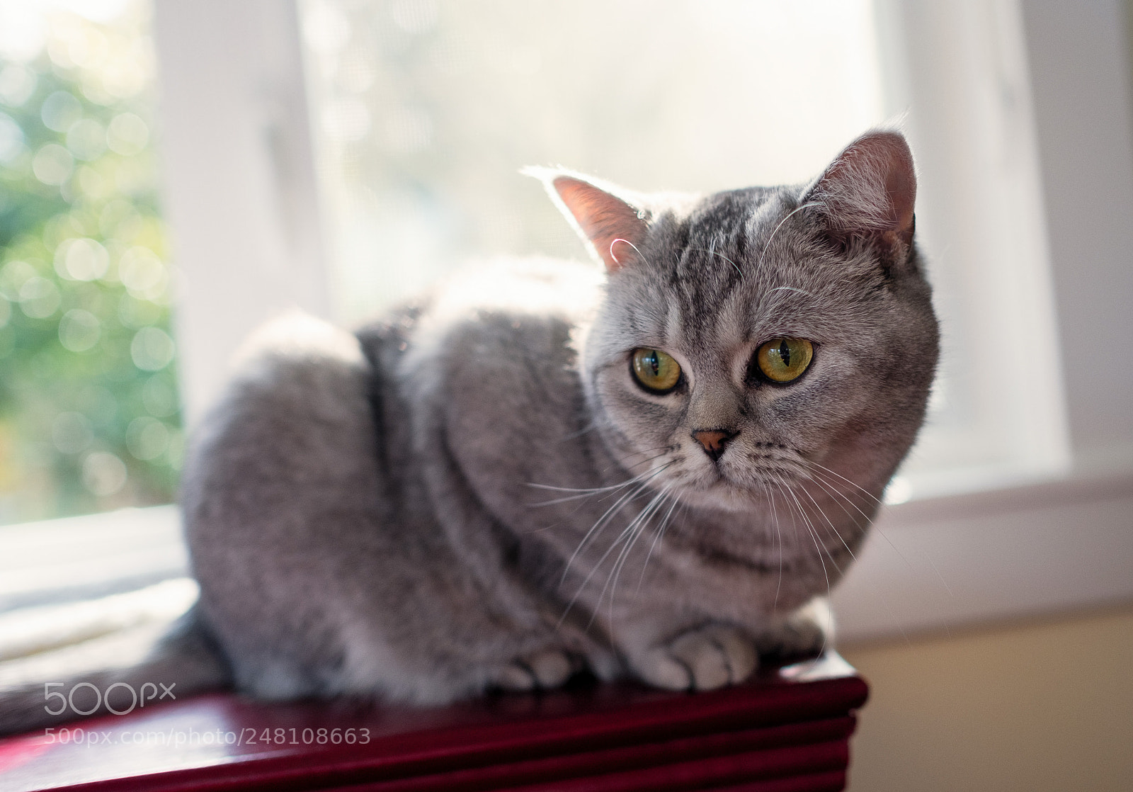 Fujifilm X-T2 sample photo. Luna photography
