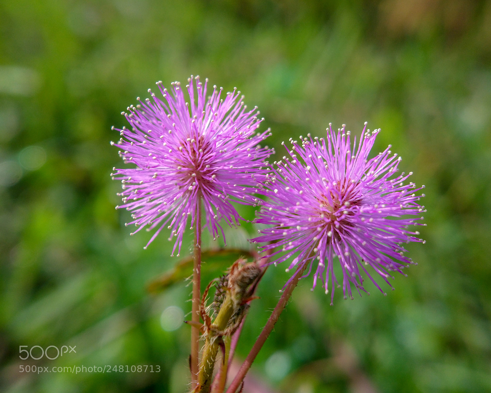 Xiaomi MI 5 sample photo. Mimosa pudica photography