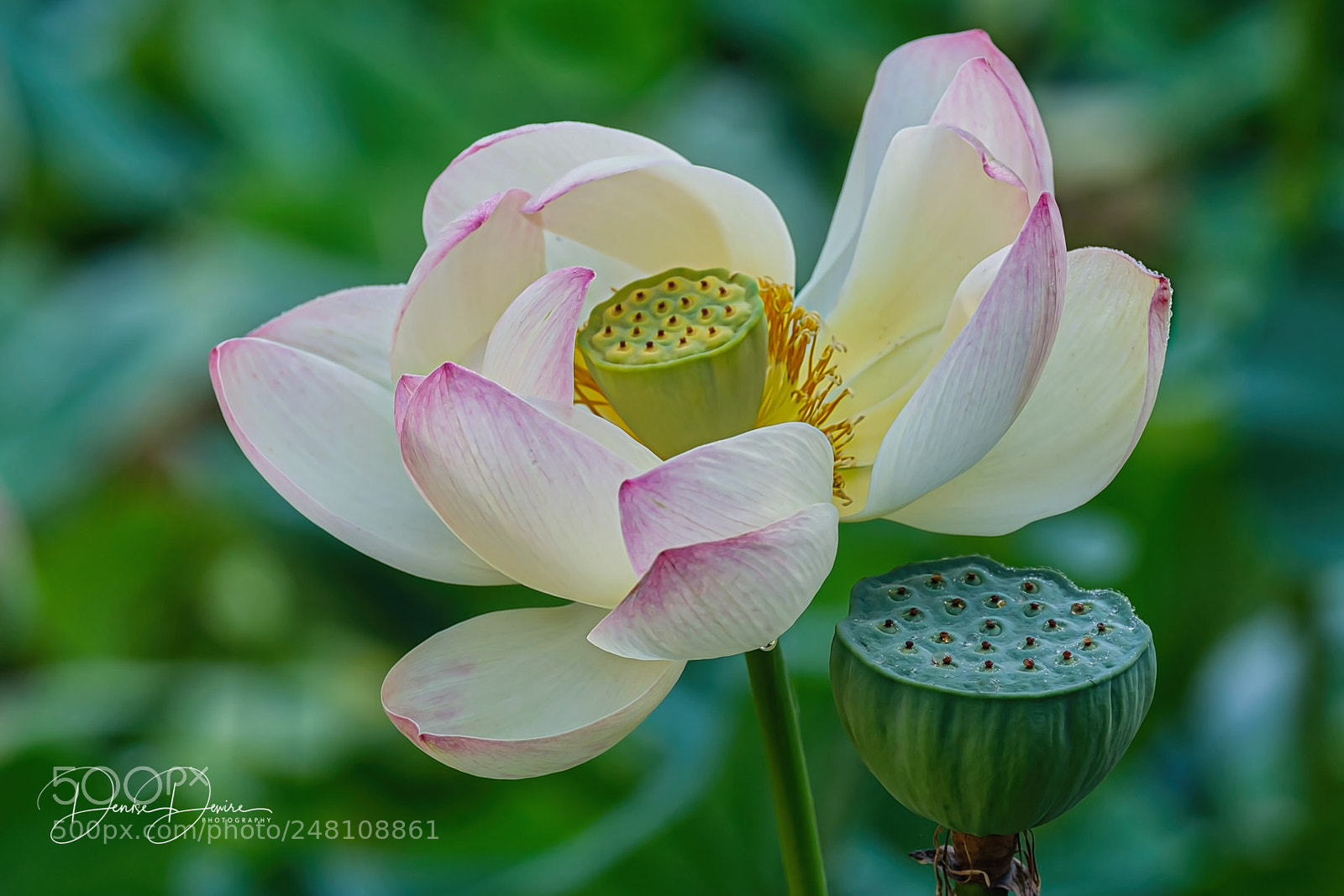 Fujifilm X-T2 sample photo. Lotus flower photography