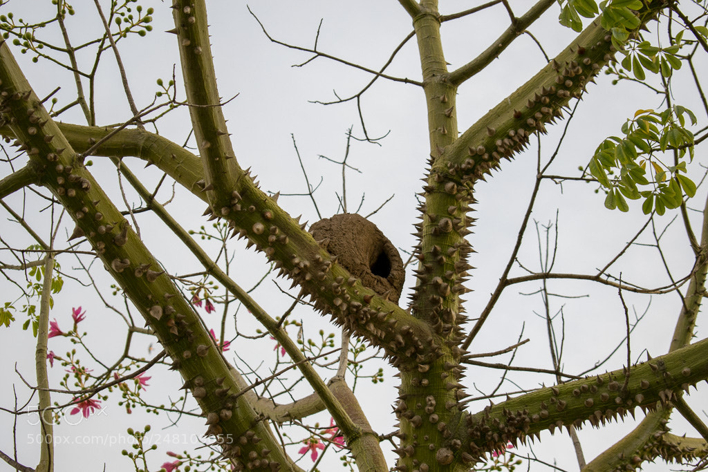 Nikon D5300 sample photo. Nest photography