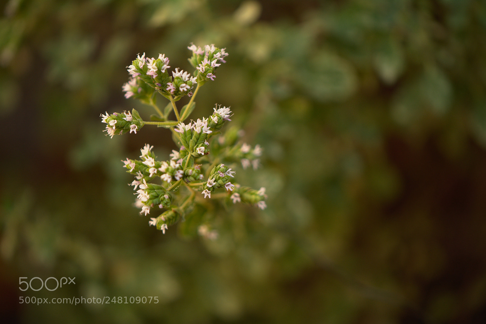 Nikon D7100 sample photo. Origanum vulgare photography
