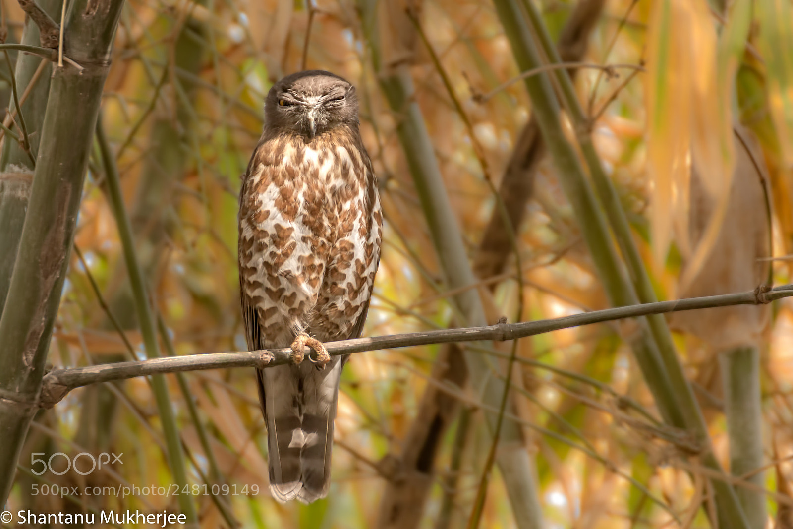 Canon EOS 70D sample photo. Brown hawk-owl (ninox scutulata) photography