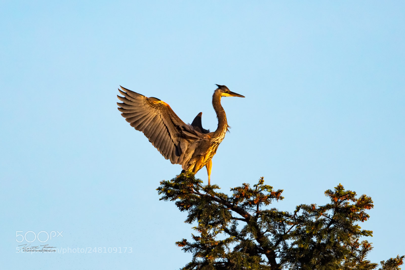 Canon EOS 5DS sample photo. 13. great blue heron photography