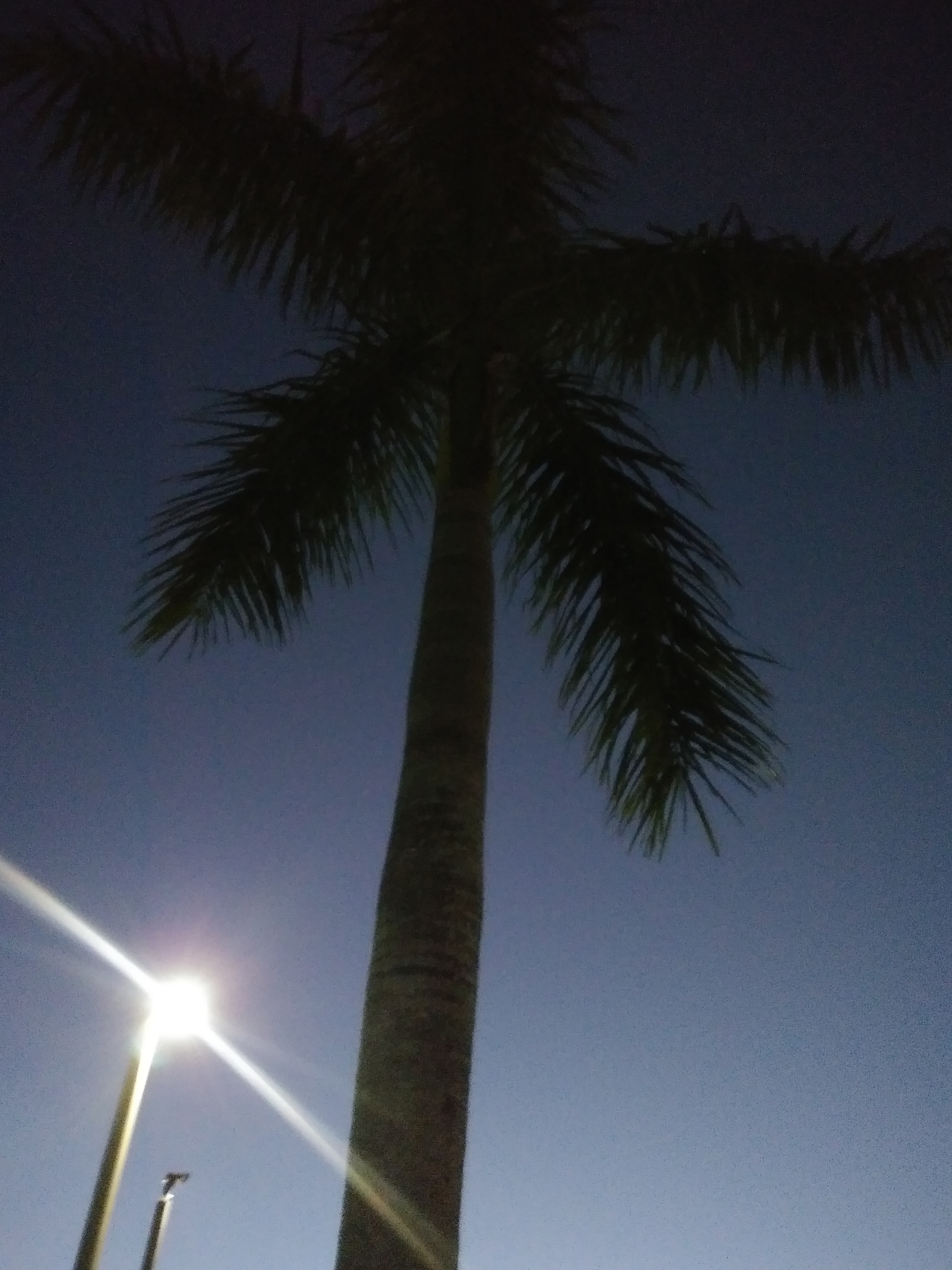 LG STYLO 3 PLUS sample photo. Palm at ....night photography