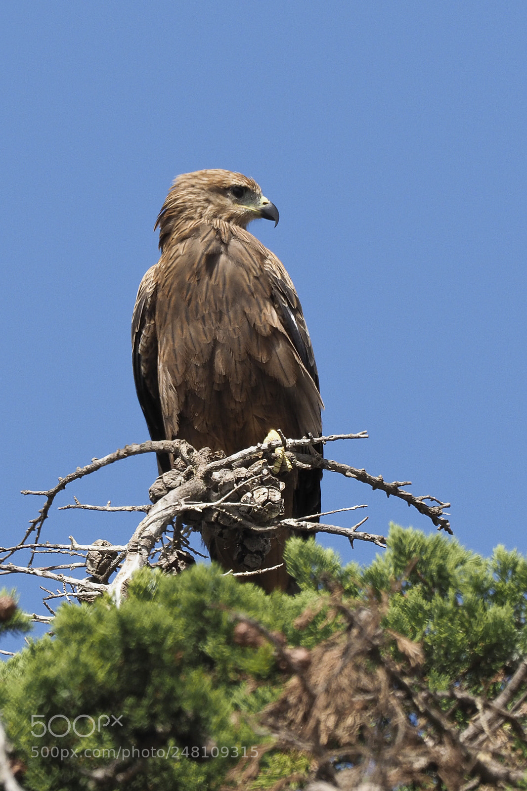 Olympus OM-D E-M1 Mark II sample photo. Black kite photography