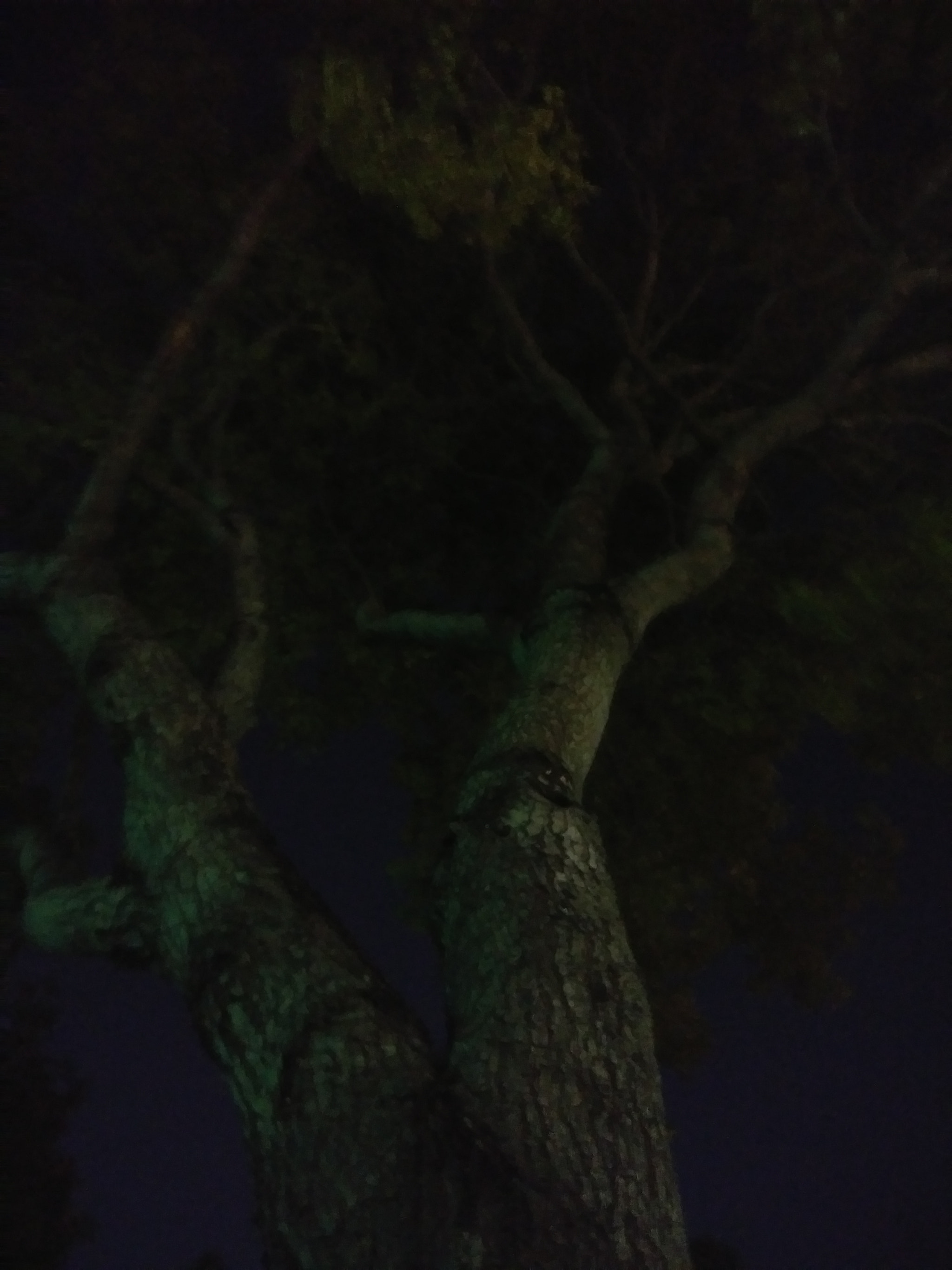 LG STYLO 3 PLUS sample photo. Tree at night photography