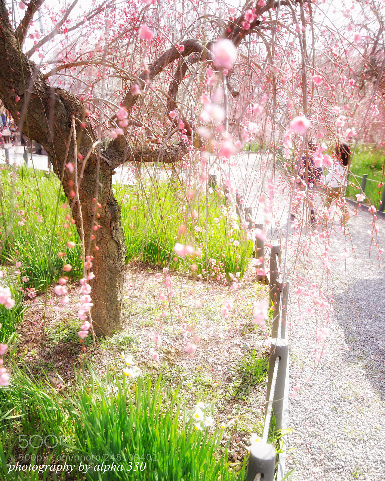 Canon EOS 6D Mark II sample photo. A lot of plum photography