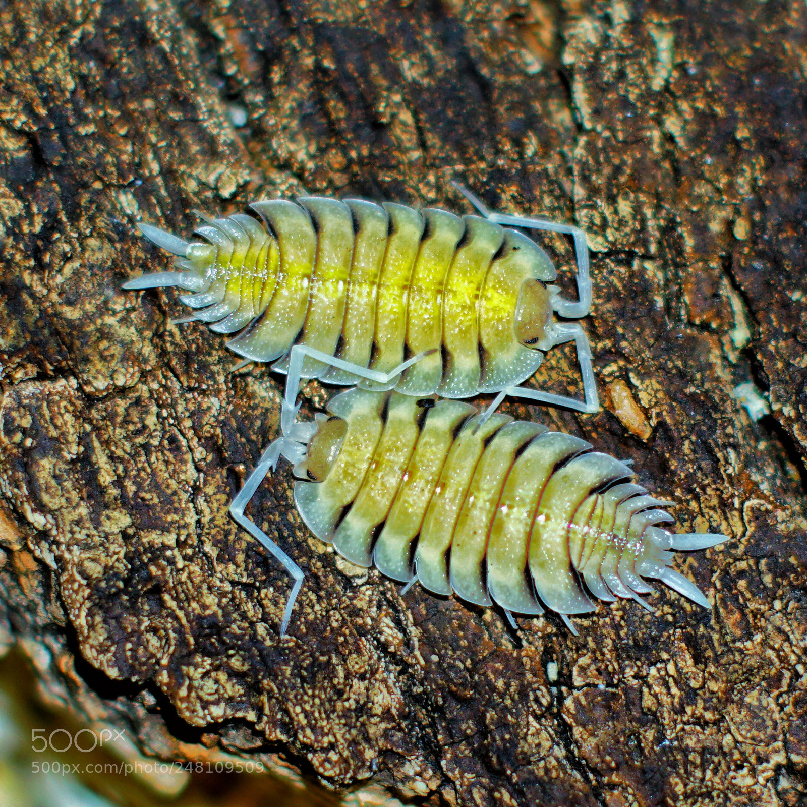 Sony a6300 sample photo. Porcellio bolivari isopod photography