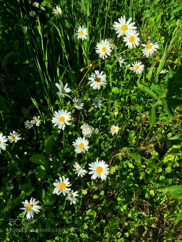 Apple iPhone 6s sample photo. Shasta daisies photography