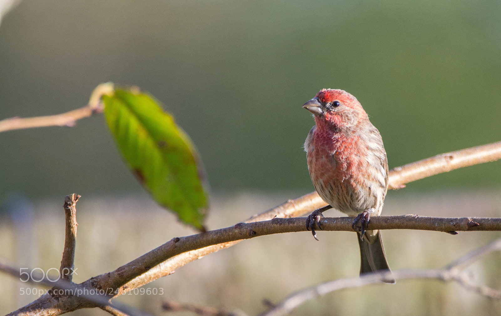 Nikon D5200 sample photo. House finch perched in photography