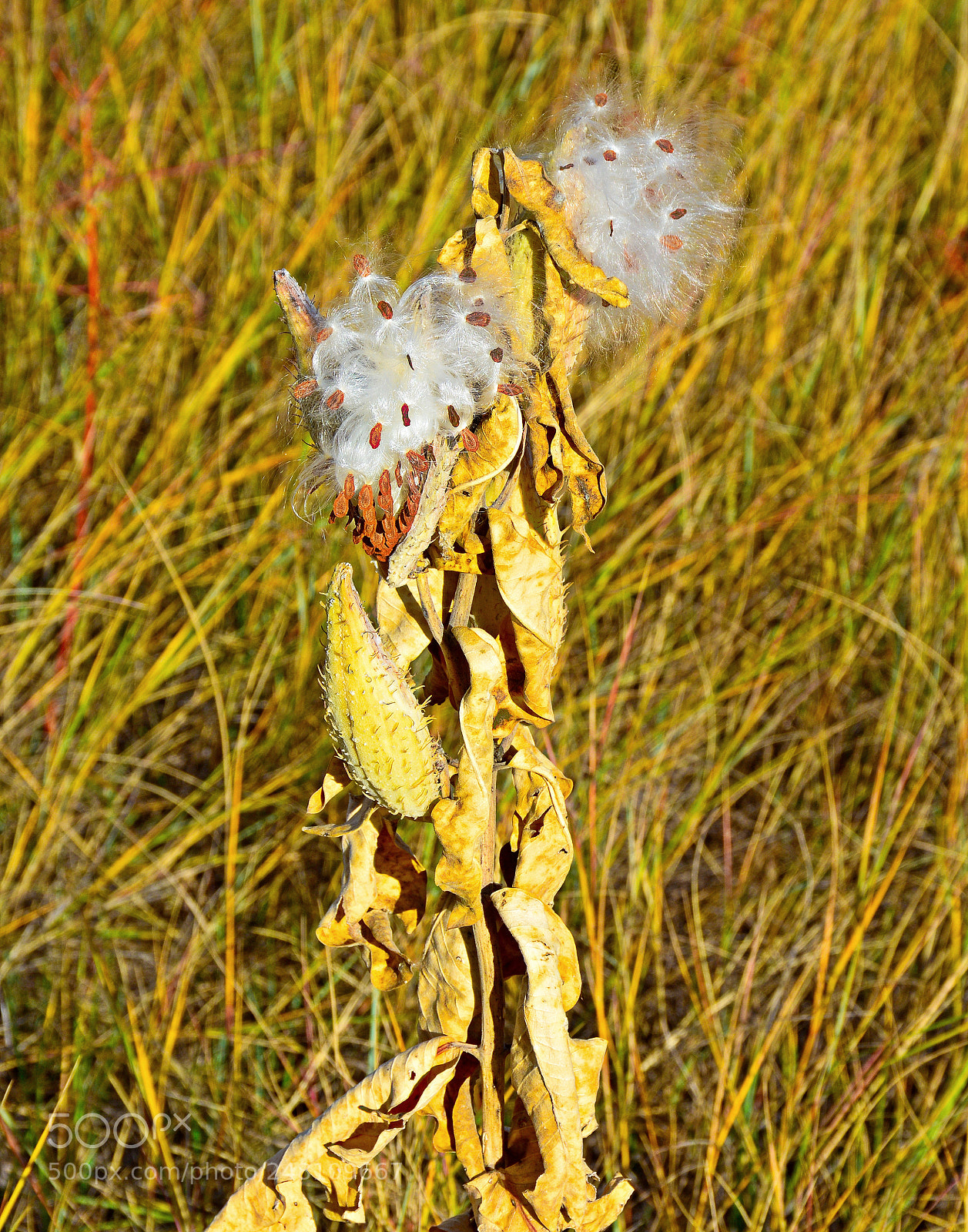 Nikon D7100 sample photo. Milkweed in autumn photography
