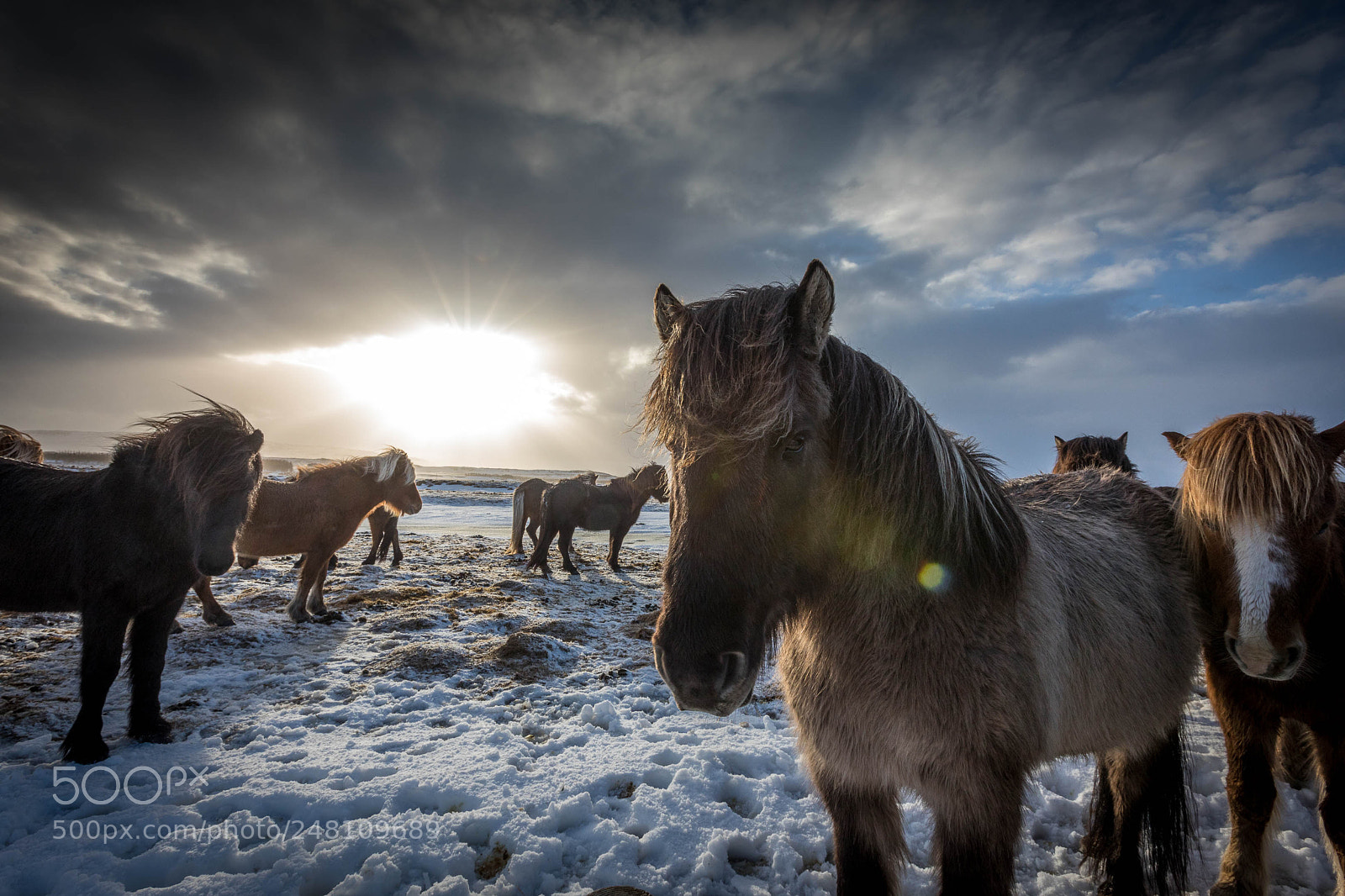 Canon EOS 5D Mark IV sample photo. Icelandic horses photography
