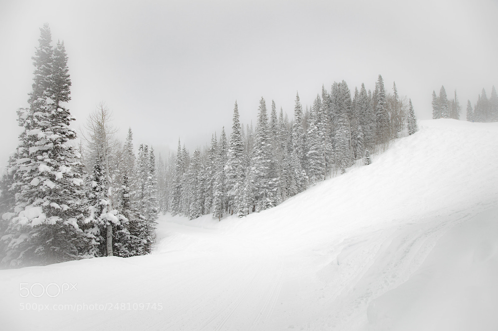 Canon EOS 5DS sample photo. Snowy firs photography