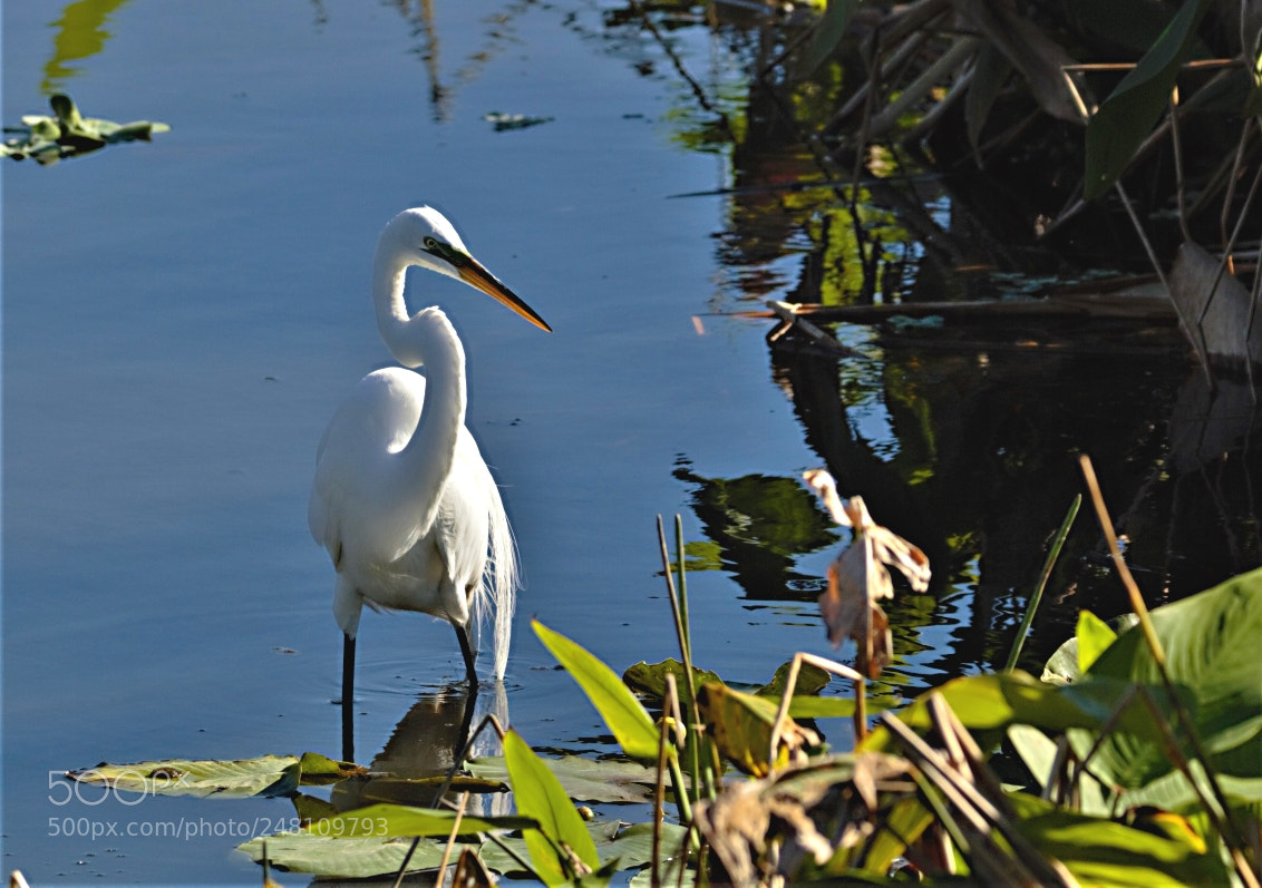 Canon EOS 60D sample photo. Common egret photography