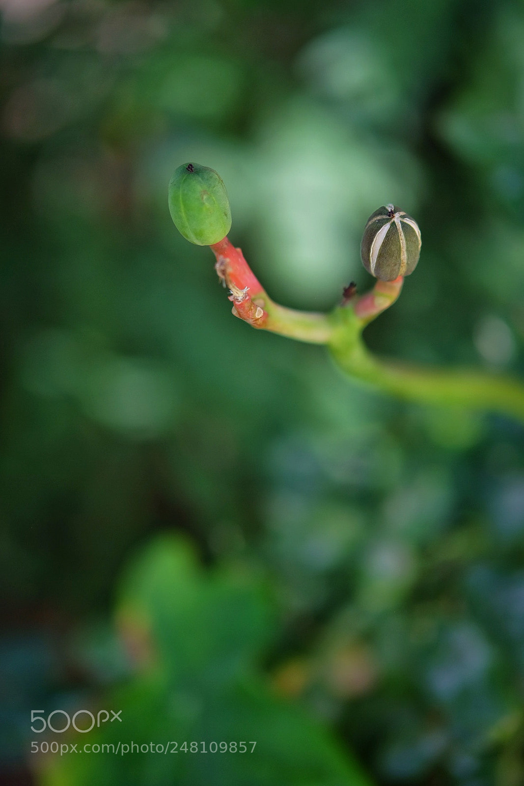 Fujifilm X-T10 sample photo. Minime photography