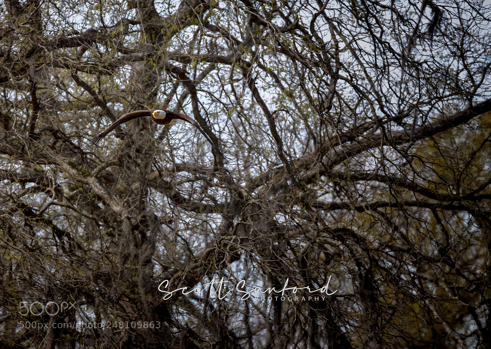 Canon EOS 80D sample photo. Bald eagle 01 photography